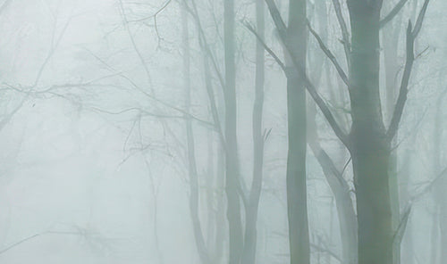 Foggy Forest | Haunting Cinematic Soundscape Listing Background - Viral Audio